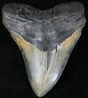 Large Megalodon Tooth - North Carolina #21675-1